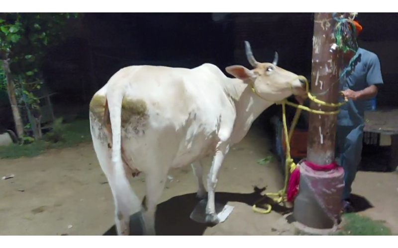 Lumpy skin disease suffering Gaumata/Cow Lumpy skin disease suffering Gaumata/Cow