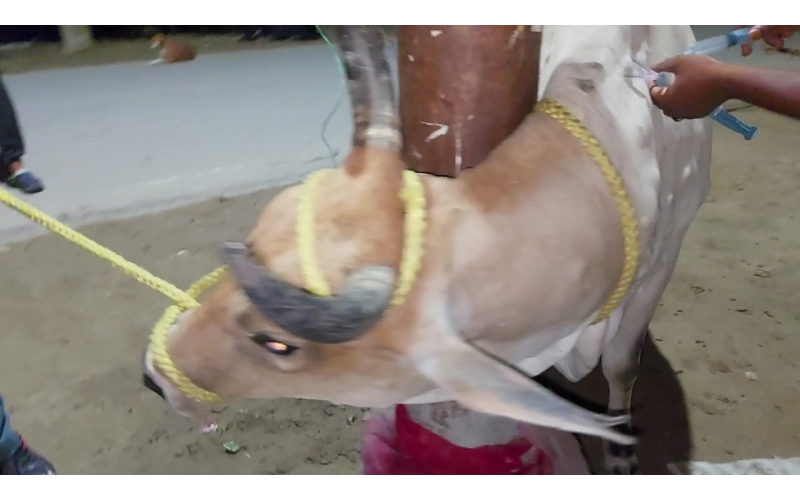 Lumpy skin disease suffering Gaumata/Cow Lumpy skin disease suffering Gaumata/Cow