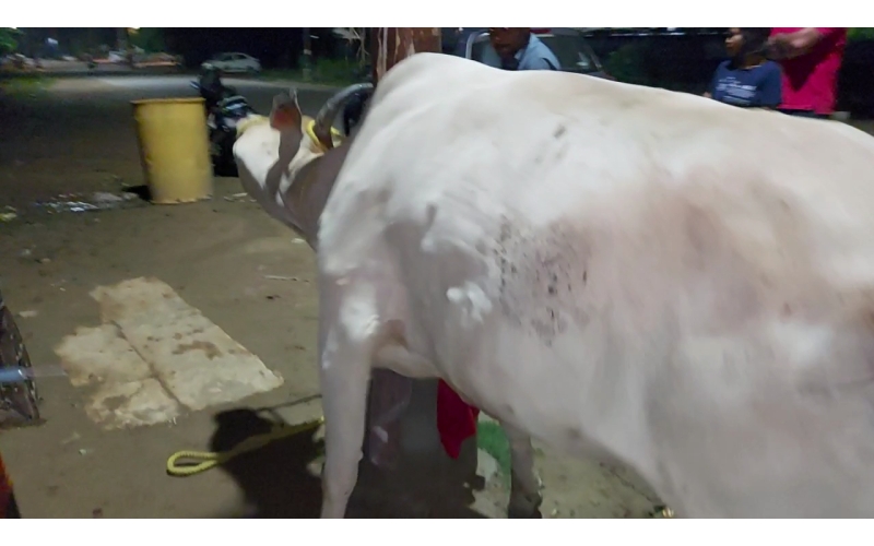 Lumpy skin disease suffering Gaumata/Cow Lumpy skin disease suffering Gaumata/Cow