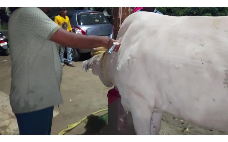 Lumpy skin disease suffering Gaumata/Cow Lumpy skin disease suffering Gaumata/Cow