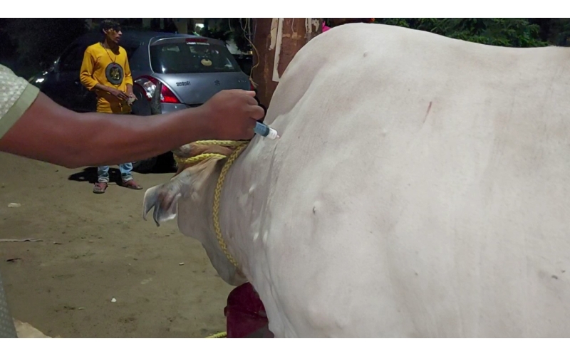 Lumpy skin disease suffering Gaumata/Cow Lumpy skin disease suffering Gaumata/Cow