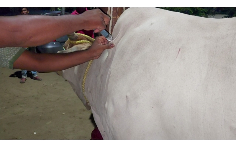 Lumpy skin disease suffering Gaumata/Cow Lumpy skin disease suffering Gaumata/Cow