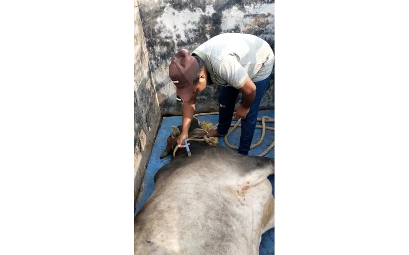 Lumpy skin disease suffering Mahadev...