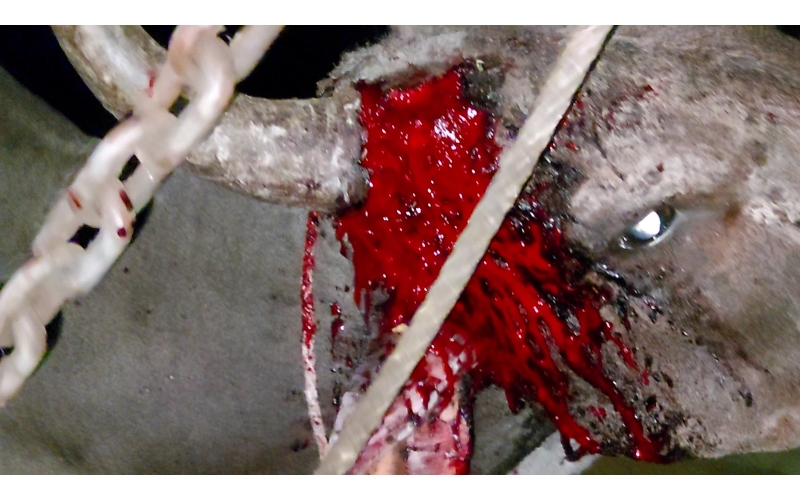 Nandi baba horn maggots deep wound Nandi baba horn maggots deep wound