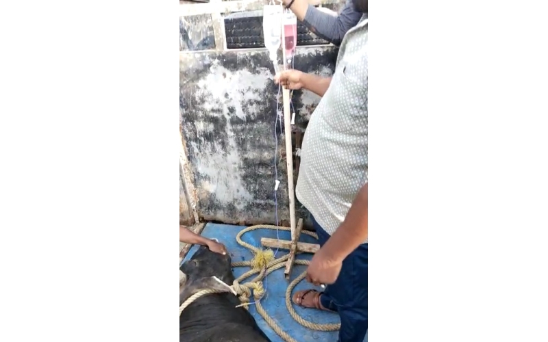 Lumpy skin disease suffering Mahadev...