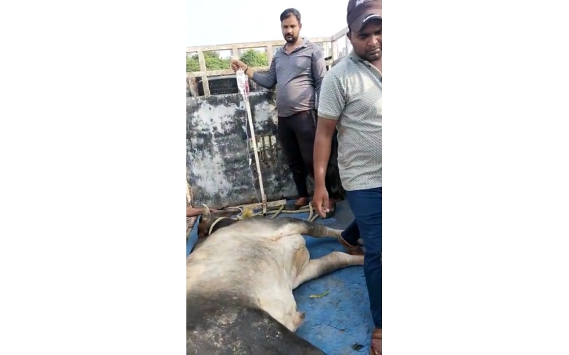 Lumpy skin disease suffering Mahadev...