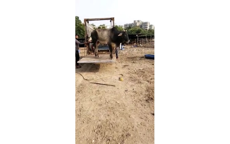 Lumpy skin disease suffering Mahadev...