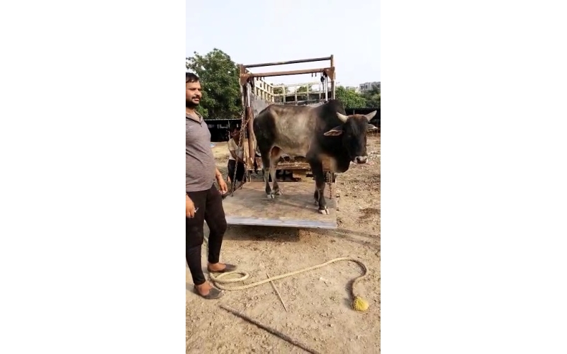 Lumpy skin disease suffering Mahadev...