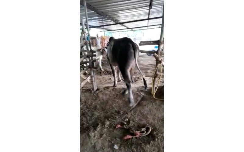 Lumpy skin disease suffering Mahadev...