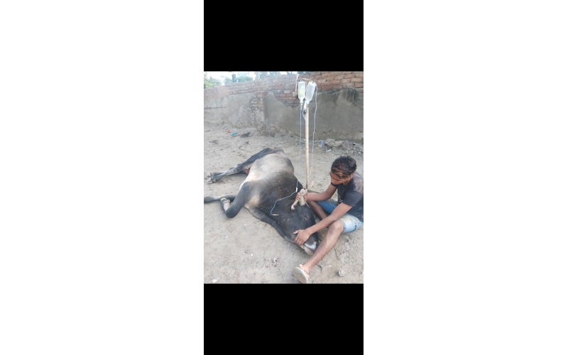 Lumpy skin disease suffering Mahadev...