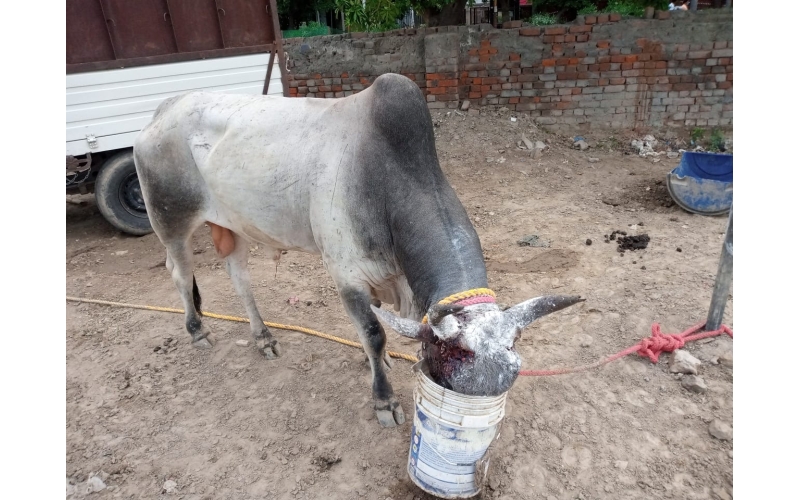 Nandi baba horn maggots deep wound Nandi baba horn maggots deep wound