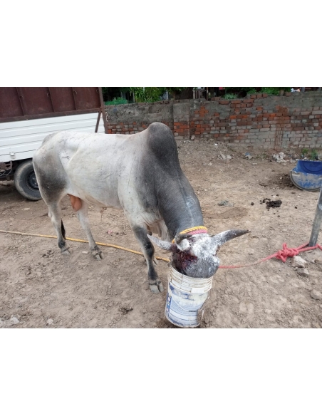 Nandi baba horn maggots deep wound