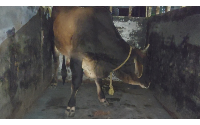 Lumpy skin disease suffering Mahadev...