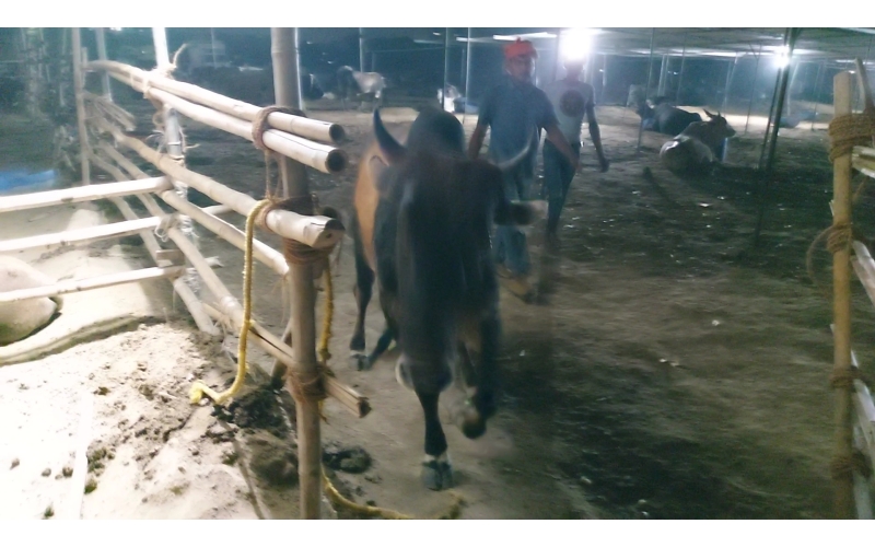 Lumpy skin disease suffering Mahadev...