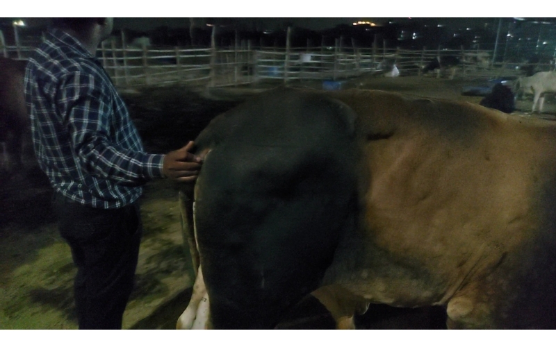 Lumpy skin disease suffering Mahadev...