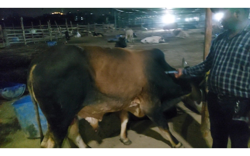 Lumpy skin disease suffering Mahadev...