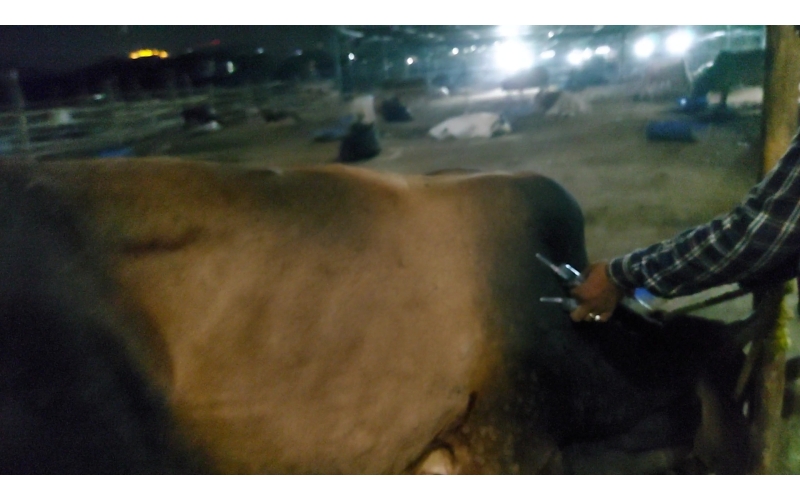 Lumpy skin disease suffering Mahadev...