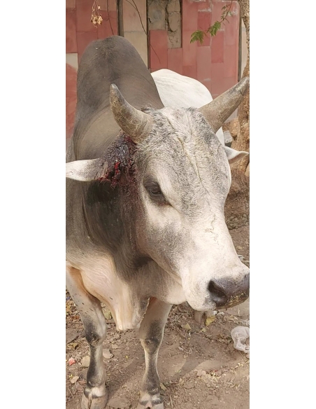 Nandi baba,  Ear neck maggots wounds