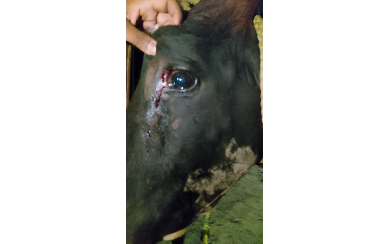 Lumpy skin disease suffering Mahadev...