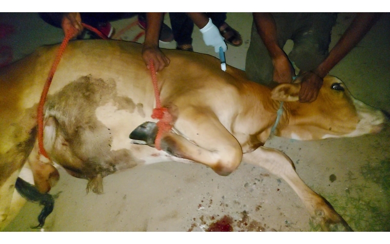 Gaumata baby foot rot infection Gaumata baby foot rot infection