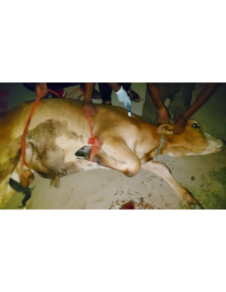 Gaumata baby foot rot infection