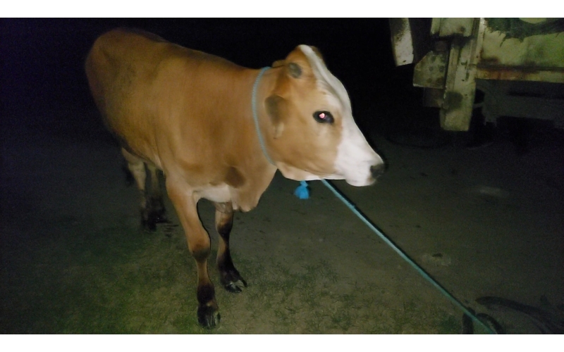 Gaumata baby foot rot infection Gaumata baby foot rot infection