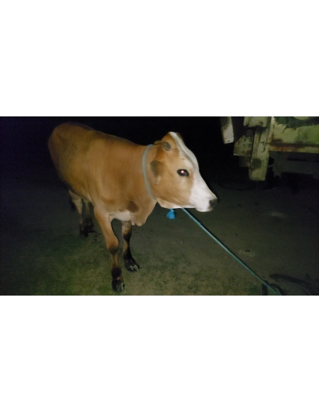 Gaumata baby foot rot infection