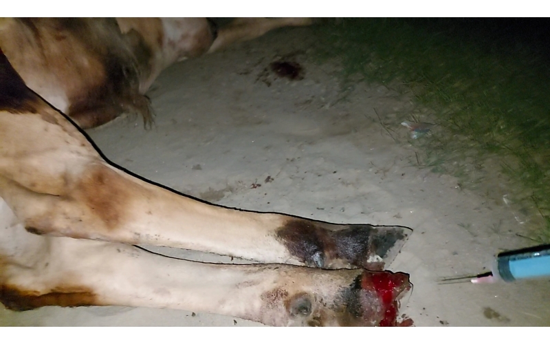 Gaumata baby foot rot infection Gaumata baby foot rot infection