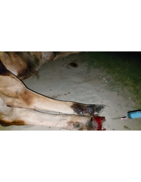 Gaumata baby foot rot infection