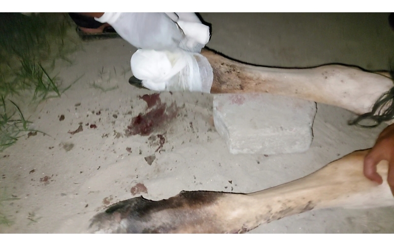 Gaumata baby foot rot infection Gaumata baby foot rot infection