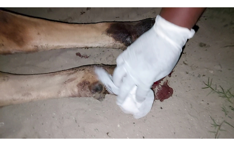 Gaumata baby foot rot infection Gaumata baby foot rot infection