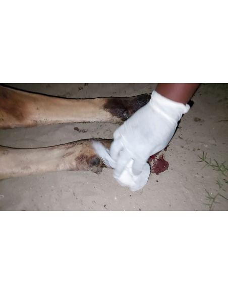 Gaumata baby foot rot infection