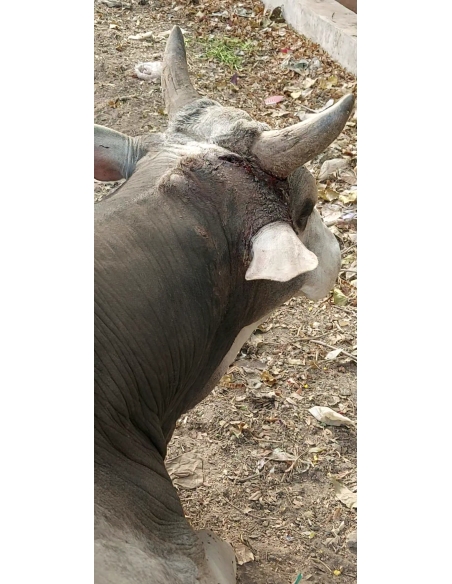 Nandi baba,  Ear neck maggots wounds