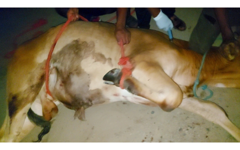 Gaumata baby foot rot infection Gaumata baby foot rot infection