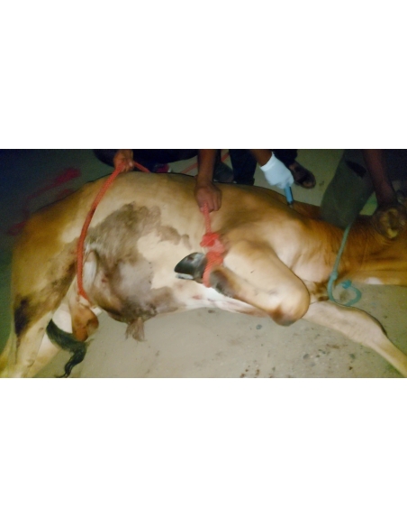 Gaumata baby foot rot infection