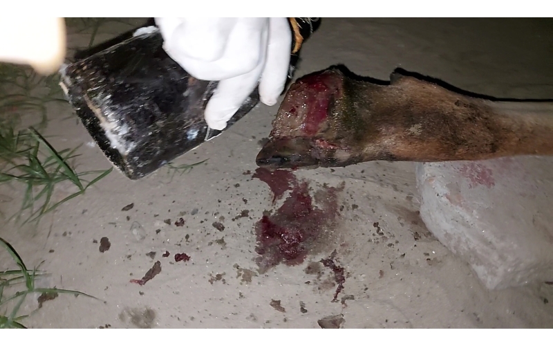 Gaumata baby foot rot infection Gaumata baby foot rot infection