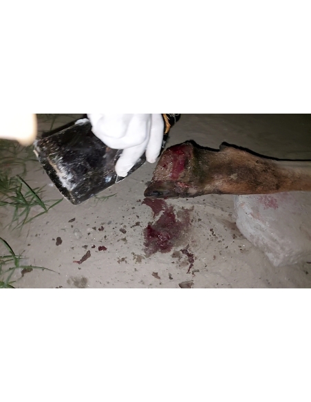 Gaumata baby foot rot infection