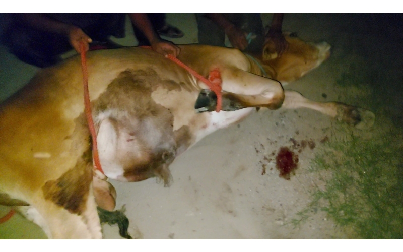 Gaumata baby foot rot infection Gaumata baby foot rot infection