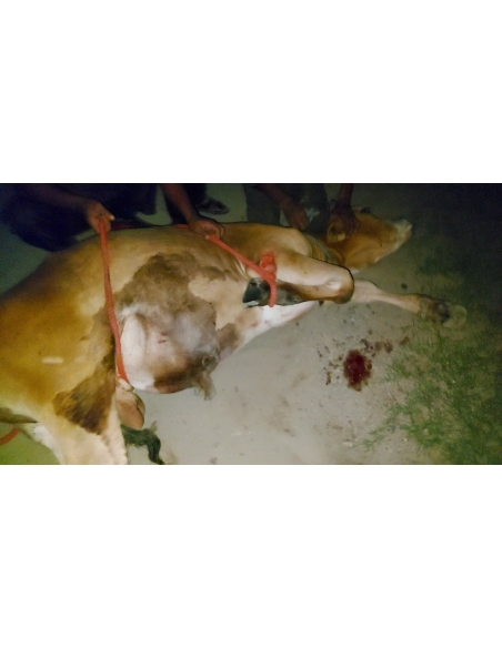 Gaumata baby foot rot infection