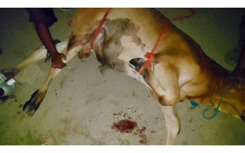 Gaumata baby foot rot infection Gaumata baby foot rot infection