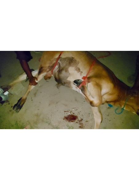 Gaumata baby foot rot infection