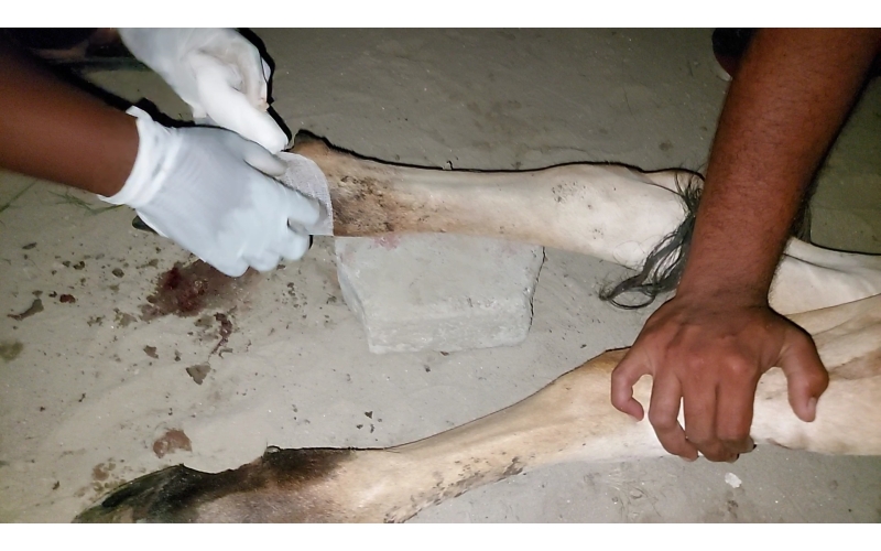 Gaumata baby foot rot infection Gaumata baby foot rot infection