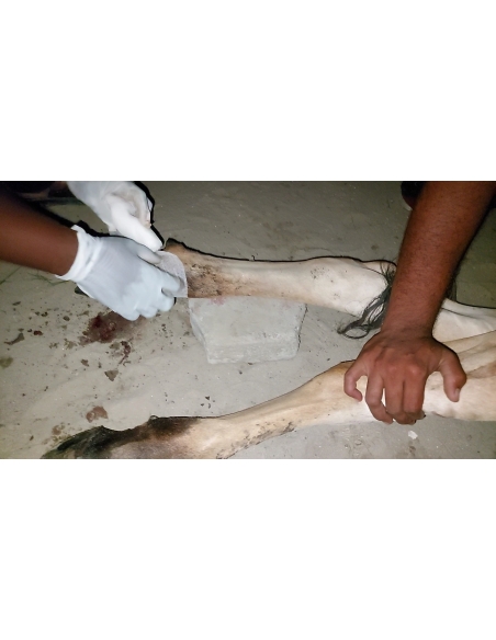 Gaumata baby foot rot infection