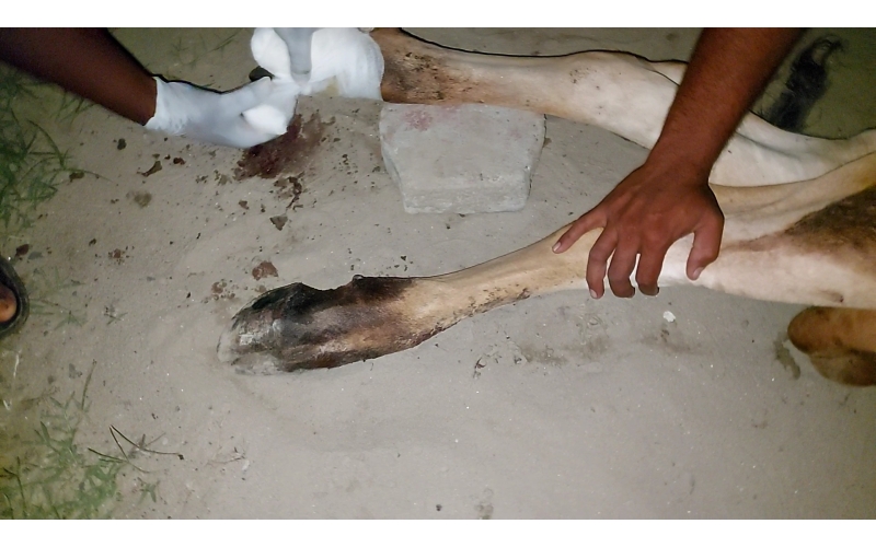 Gaumata baby foot rot infection Gaumata baby foot rot infection