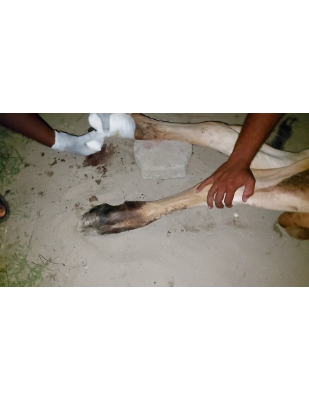 Gaumata baby foot rot infection