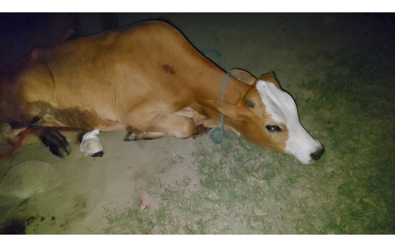 Gaumata baby foot rot infection