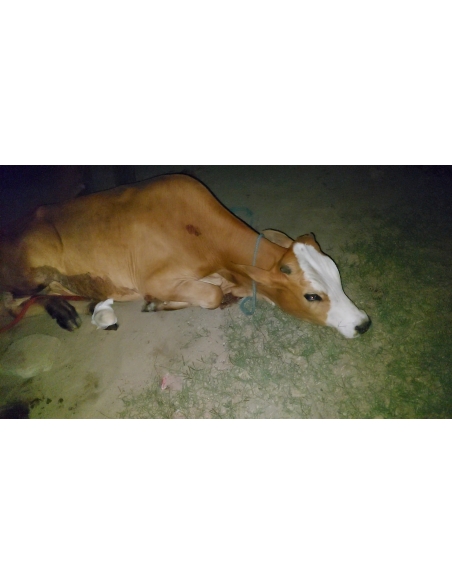 Gaumata baby foot rot infection
