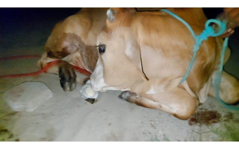 Gaumata baby foot rot infection Gaumata baby foot rot infection