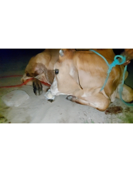 Gaumata baby foot rot infection