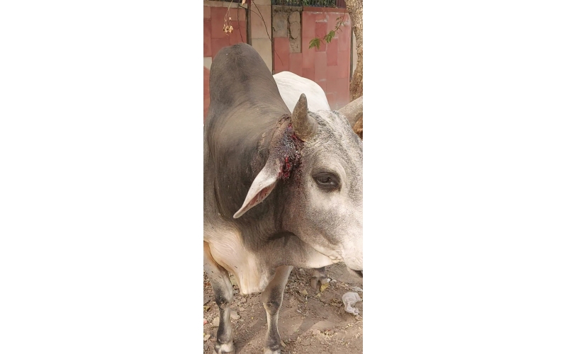 Nandi baba,  Ear neck maggots wounds
